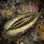 Pectinidae 03